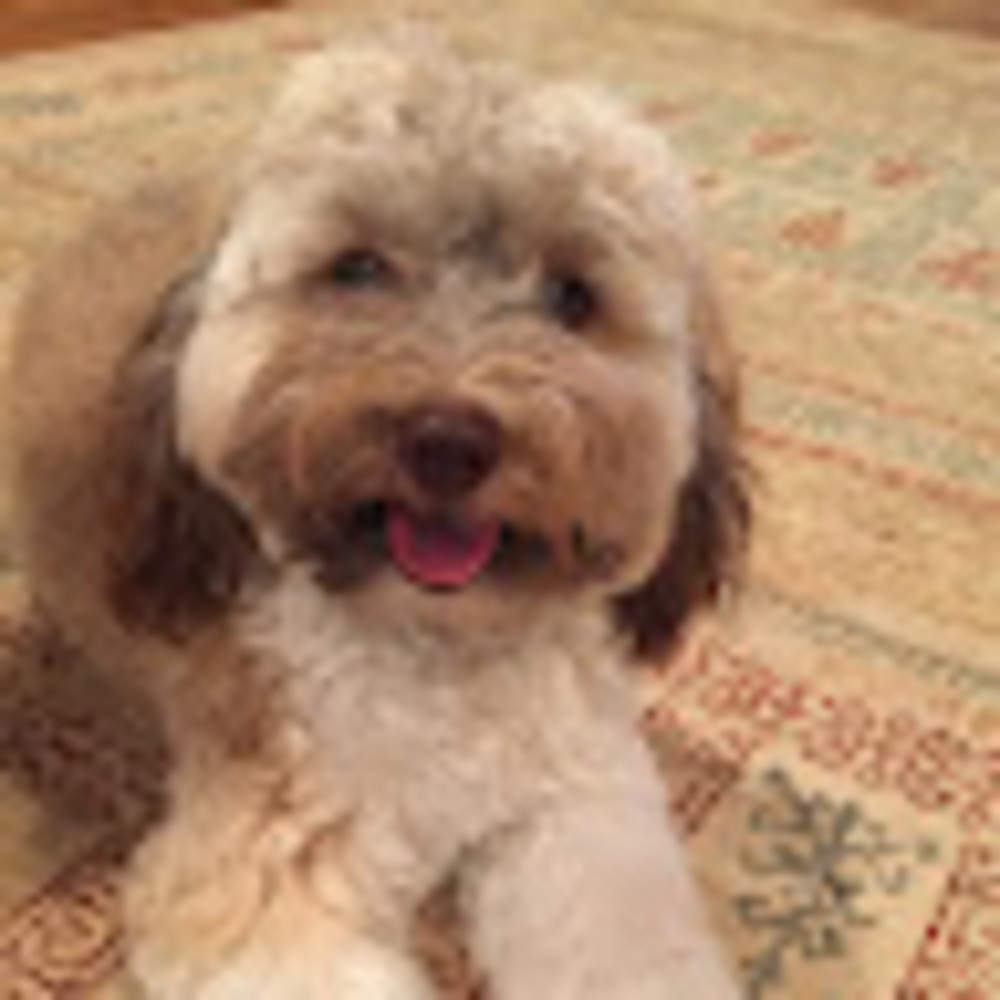 Meet your Posher, Riley